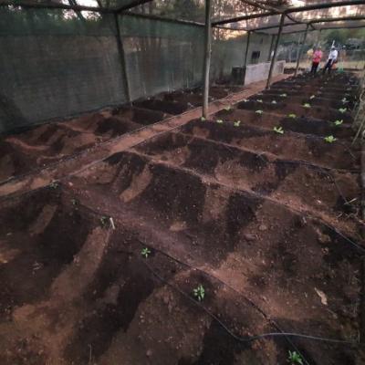 Day 1 Planting