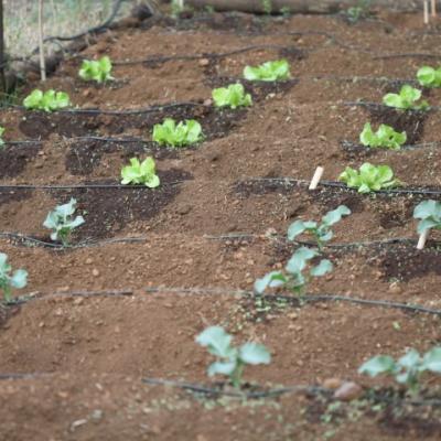 Organi Grow Rows 10