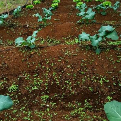 Organi Grow Rows 2