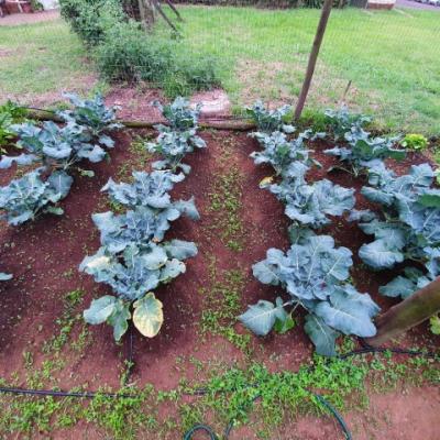 Organi Grow Rows 5