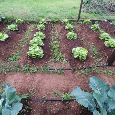 Organi Grow Rows 6