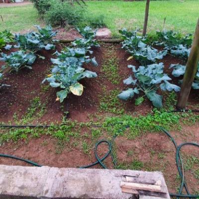 Organi Grow Rows 7