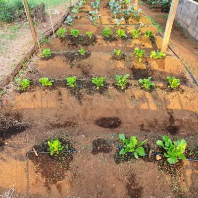 Organi Grow Rows 8