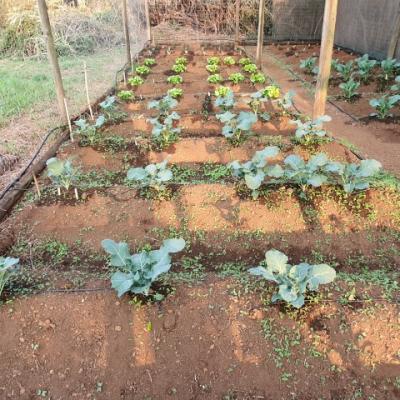 Organi Grow Rows 9