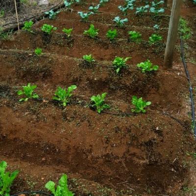 Organi Grow Rows