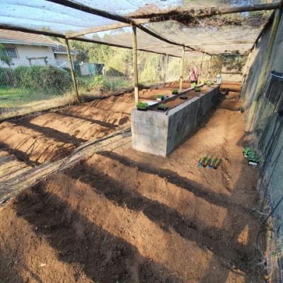 Pre Planting 2