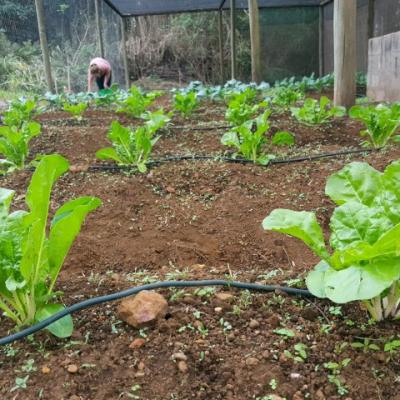 Small Butter Lettuce