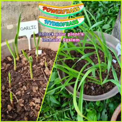Garlic plants revived with PF and HF