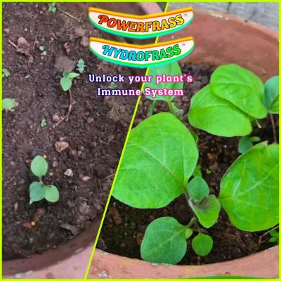 Shocking growth in Brinjal seedlings