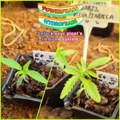 Cannabis 3 days growth spurt